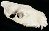 Oreodont (Merycoidodon) Skull - Nebraska #10747-7